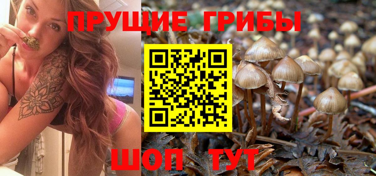 Псилоцибиновые грибы Cubensis  Вход с VPN  Саратов 